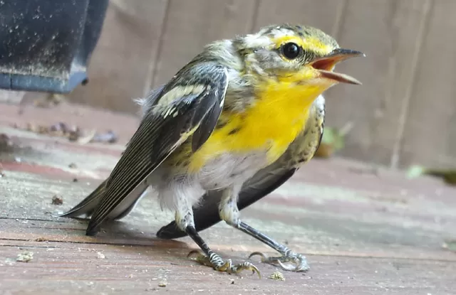 Fledgling Blackburnian warbler that Greg Merkel rescued